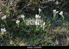 Attēlu rezultāti vaicājumam “Antennaria dioica male flower”