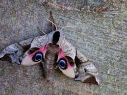 Attēlu rezultāti vaicājumam “Smerinthus ocellata”