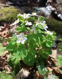 Attēlu rezultāti vaicājumam “Isopyrum thalictroides fruit”