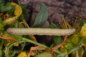 Attēlu rezultāti vaicājumam “Ematurga atomaria”