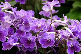 Image result for Streptocarpus
