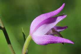 Attēlu rezultāti vaicājumam “Cephalanthera rubra bud”