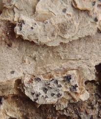 Attēlu rezultāti vaicājumam “Arthonia leucopellaea”