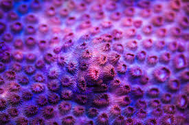 Attēlu rezultāti vaicājumam “Calypogeia azurea cells”