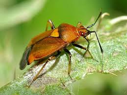 Attēlu rezultāti vaicājumam “Deraeocoris ruber”