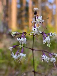Attēlu rezultāti vaicājumam “Silene nutans flower”