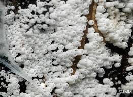 Attēlu rezultāti vaicājumam “Henningsomyces candidus”