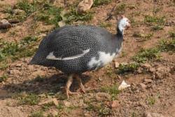 Attēlu rezultāti vaicājumam “Numida meleagris adult”