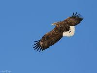 Attēlu rezultāti vaicājumam “Haliaeetus albicilla”