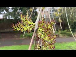 Attēlu rezultāti vaicājumam “Fraxinus excelsior Pendula bud”
