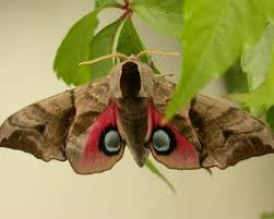 Attēlu rezultāti vaicājumam “Smerinthus ocellata”