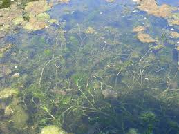 Attēlu rezultāti vaicājumam “Najas minor”