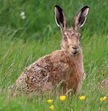 Attēlu rezultāti vaicājumam “Lepus europaeus adult”