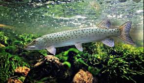 Image result for Esox masquinongy