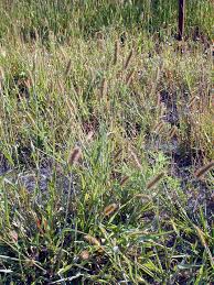 Attēlu rezultāti vaicājumam “Setaria glauca”