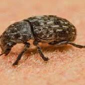 Attēlu rezultāti vaicājumam “Anthribus nebulosus”