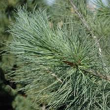 Attēlu rezultāti vaicājumam “Pinus peuce”