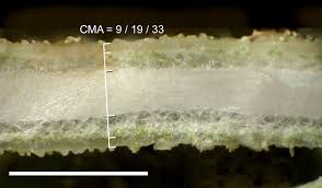 Attēlu rezultāti vaicājumam “Usnea subfloridana”