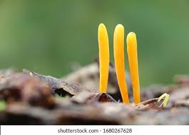 Attēlu rezultāti vaicājumam “Clavulinopsis helvola”