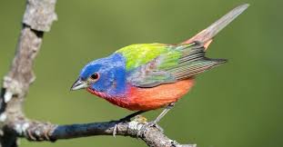 Attēlu rezultāti vaicājumam “Passeriformes”