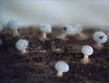 Attēlu rezultāti vaicājumam “Diderma radiatum plasmodium”