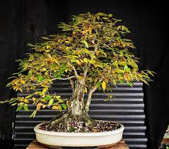 Attēlu rezultāti vaicājumam “Carpinus caroliniana”