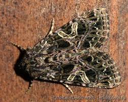 Attēlu rezultāti vaicājumam “Abraxas sylvata imago”