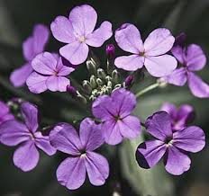 Attēlu rezultāti vaicājumam “Lunaria rediviva”