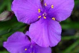 Attēlu rezultāti vaicājumam “Tradescantia virginiana flower”