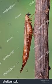 Attēlu rezultāti vaicājumam “Lymexylidae”