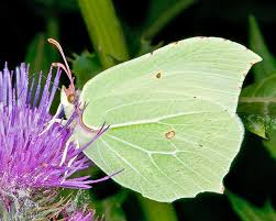 Attēlu rezultāti vaicājumam “Gonepteryx rhamni female”