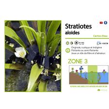 Attēlu rezultāti vaicājumam “Stratiotes aloides flower”