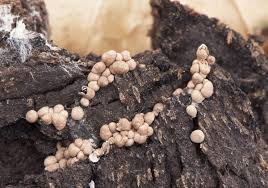 Attēlu rezultāti vaicājumam “Diderma globosum”