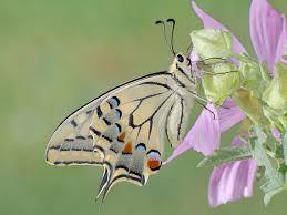 Attēlu rezultāti vaicājumam “Papilio machaon underside”