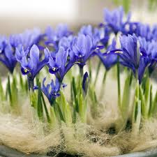 Attēlu rezultāti vaicājumam “Iris reticulata”