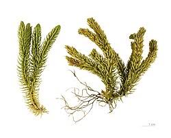 Attēlu rezultāti vaicājumam “Huperzia selago”