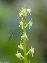 Attēlu rezultāti vaicājumam “Malaxis monophyllos leaf”