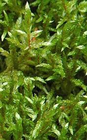 Attēlu rezultāti vaicājumam “Pleurozium schreberi”