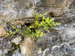 Attēlu rezultāti vaicājumam “Asplenium ruta-muraria”
