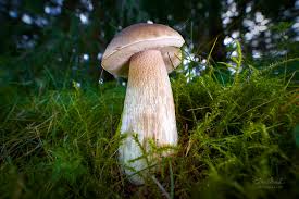 Attēlu rezultāti vaicājumam “Lamprospora tortulae-ruralis”