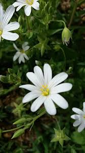Attēlu rezultāti vaicājumam “Stellaria holostea fruit”