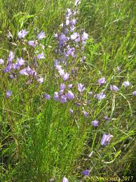 Image result for Campanula moesiaca
