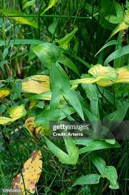 Attēlu rezultāti vaicājumam “Sagittaria sagittifolia leaf”
