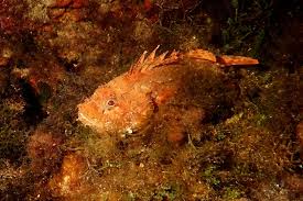 Image result for Scorpaena scrofa