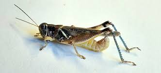 Attēlu rezultāti vaicājumam “Orthoptera”