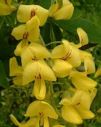 Image result for Laburnum anagyroides