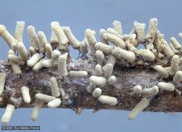 Attēlu rezultāti vaicājumam “Arcyria minuta stalked”