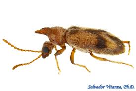 Attēlu rezultāti vaicājumam “Notoxus monoceros”