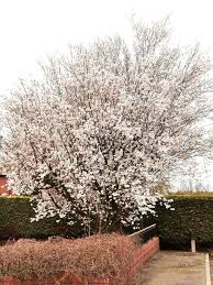 Attēlu rezultāti vaicājumam “Prunus cerasifera”