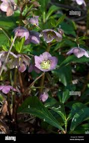 Image result for Nieswurz